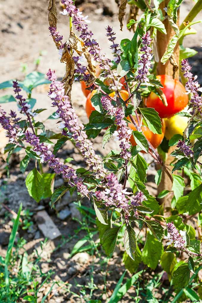 Planting Your First Vegetable Garden: A Beginner’s Guide