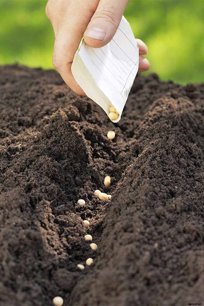 Planting Your First Vegetable Garden: A Beginner’s Guide