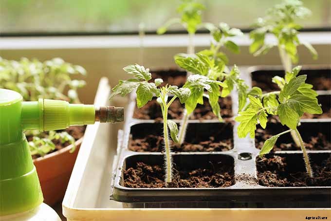 Planting Your First Vegetable Garden: A Beginner’s Guide