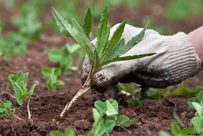 Planting Your First Vegetable Garden: A Beginner’s Guide