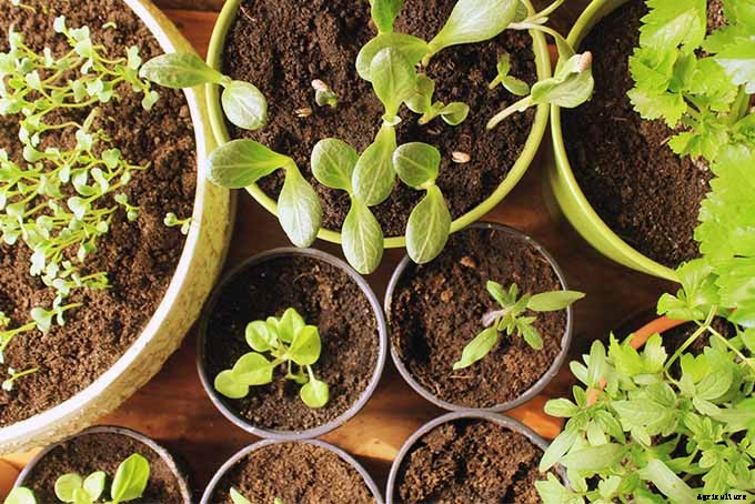Planting Your First Vegetable Garden: A Beginner’s Guide