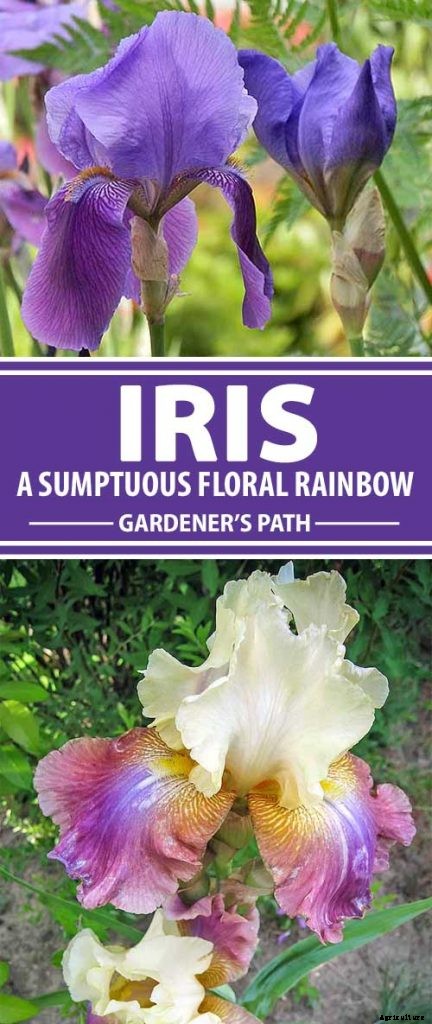How to Grow Irises for Fragrance and Color