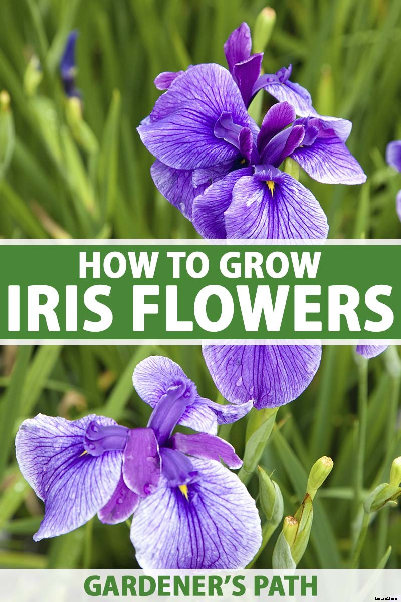 How to Grow Irises for Fragrance and Color
