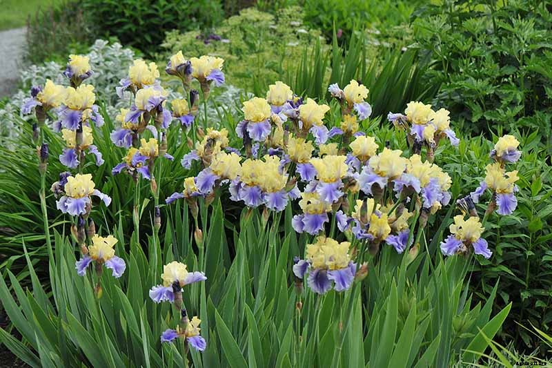 How to Grow Irises for Fragrance and Color