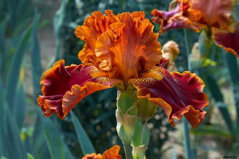 How to Grow Irises for Fragrance and Color