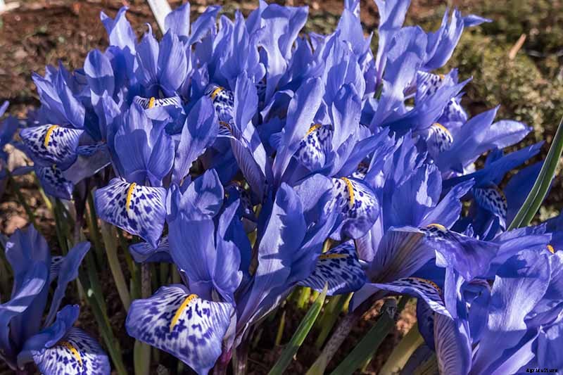 How to Grow Irises for Fragrance and Color