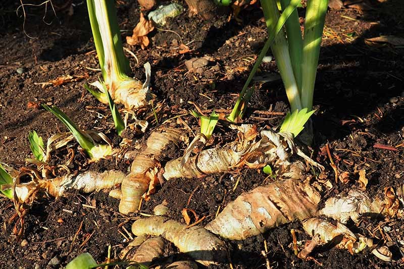 How to Grow Irises for Fragrance and Color