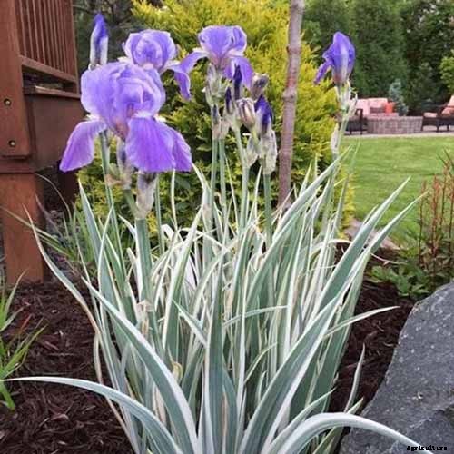 How to Grow Irises for Fragrance and Color
