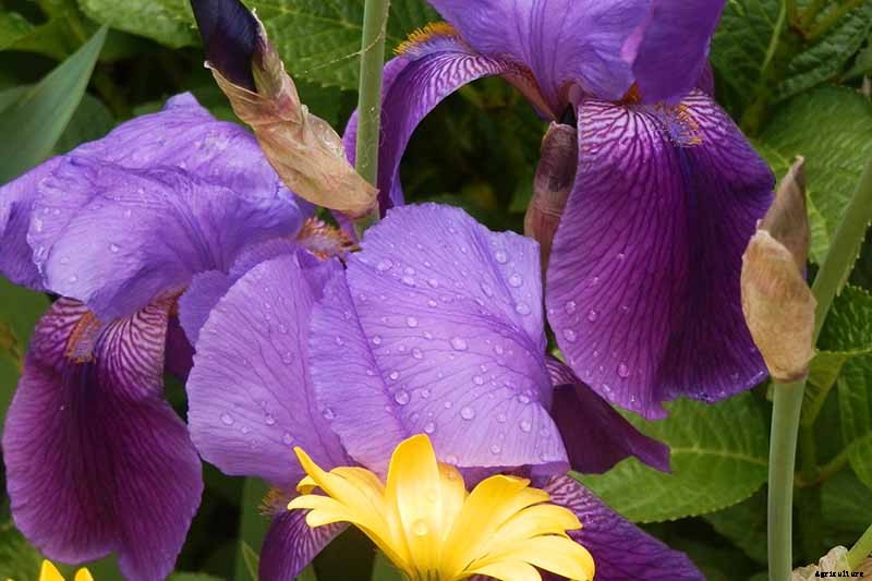 How to Grow Irises for Fragrance and Color