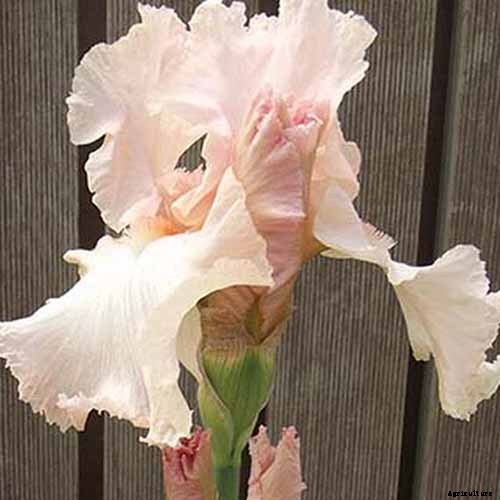 How to Grow Irises for Fragrance and Color