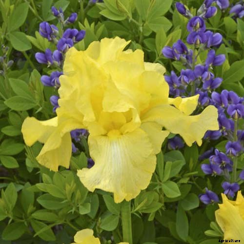 How to Grow Irises for Fragrance and Color