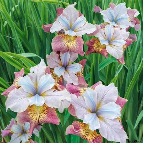 How to Grow Irises for Fragrance and Color