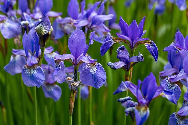 How to Grow Irises for Fragrance and Color