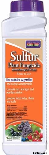 How to Grow Irises for Fragrance and Color