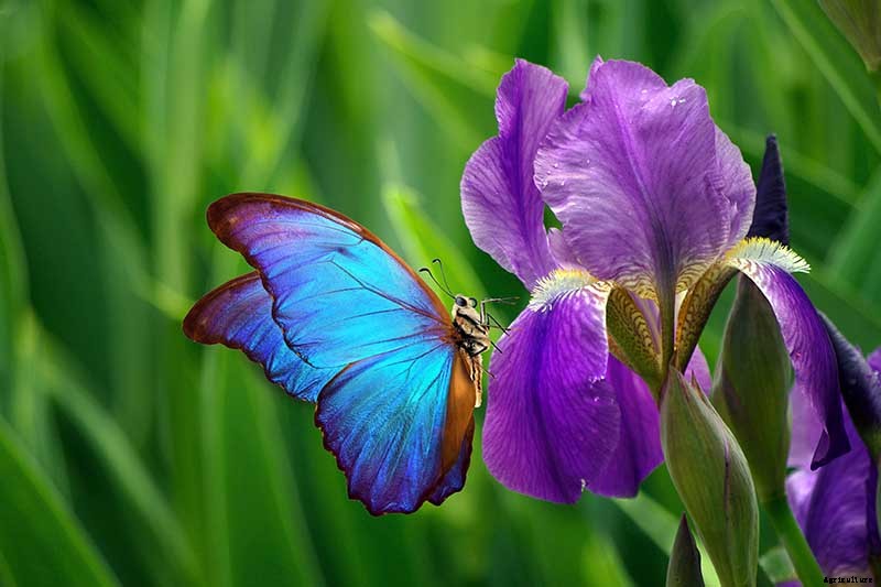 How to Grow Irises for Fragrance and Color