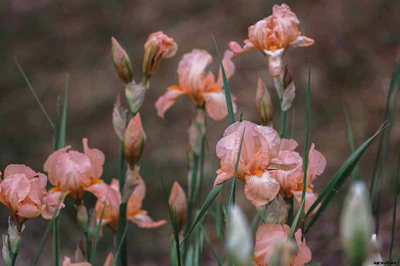 How to Grow Irises for Fragrance and Color