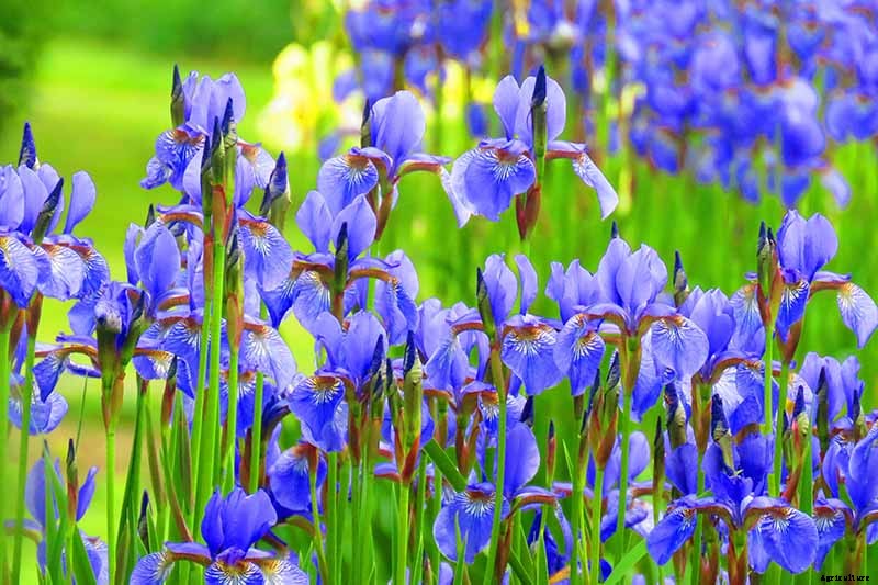 How to Grow Irises for Fragrance and Color