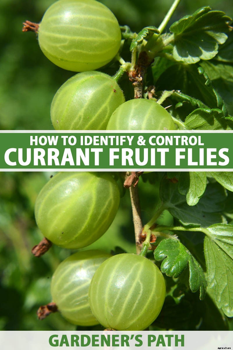 How to Identify and Control Currant Fruit Flies