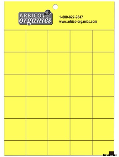 How to Identify and Control Currant Fruit Flies