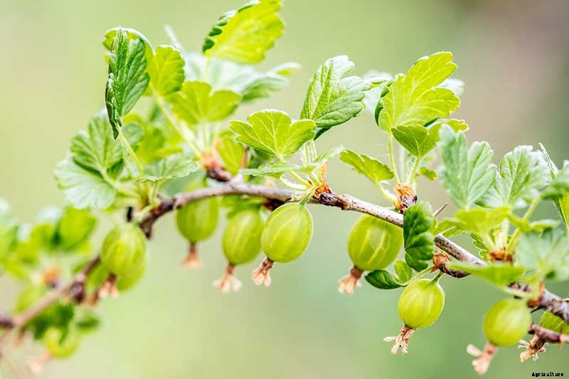 How to Identify and Control Currant Fruit Flies