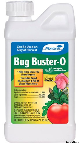 How to Identify and Control Currant Fruit Flies