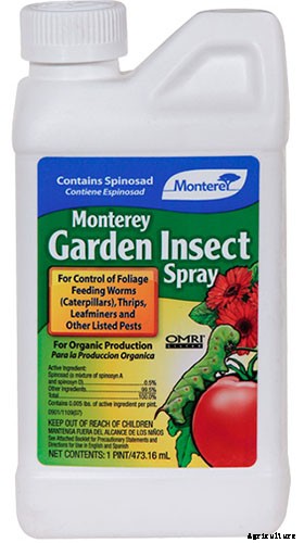 How to Identify and Control Currant Fruit Flies