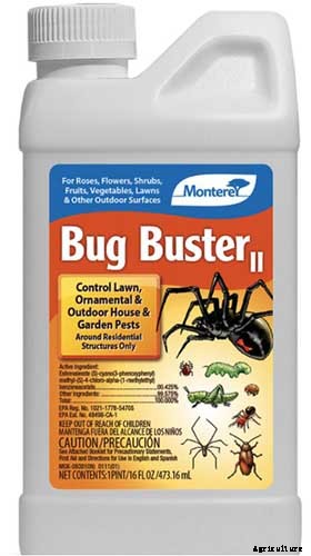 How to Identify and Control Currant Fruit Flies