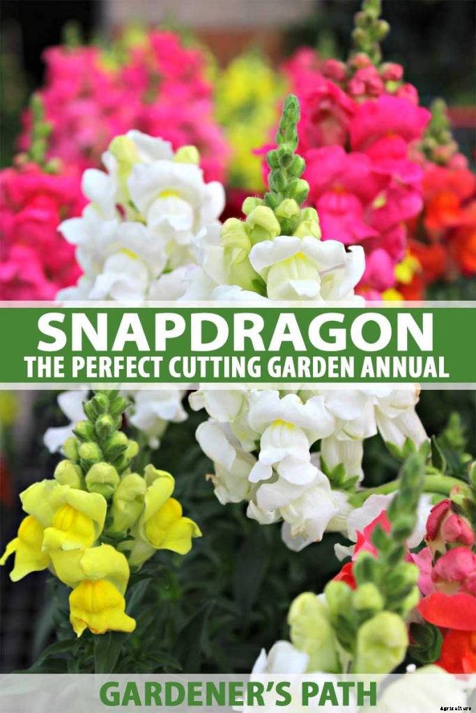 How to Grow Snapdragon: the Perfect Cutting Garden Annual