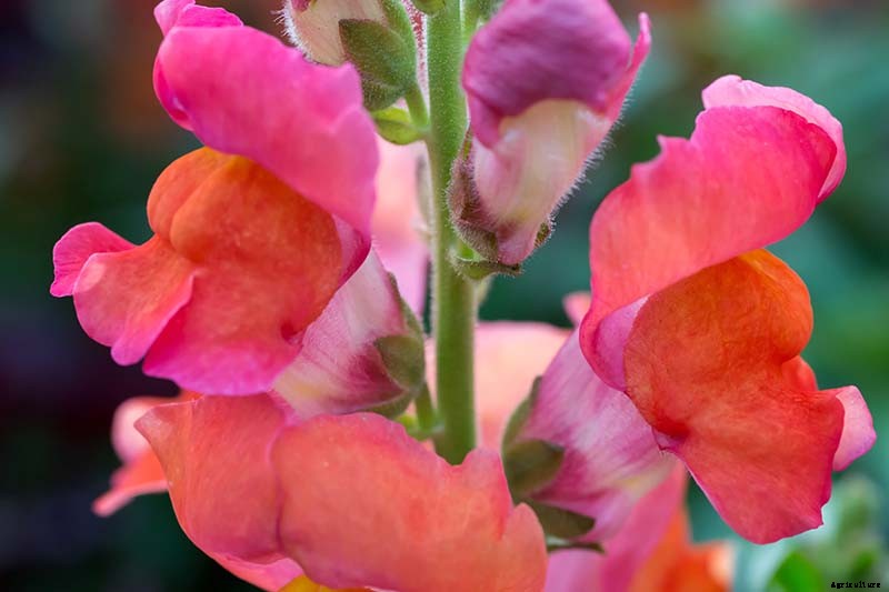 How to Grow Snapdragon: the Perfect Cutting Garden Annual