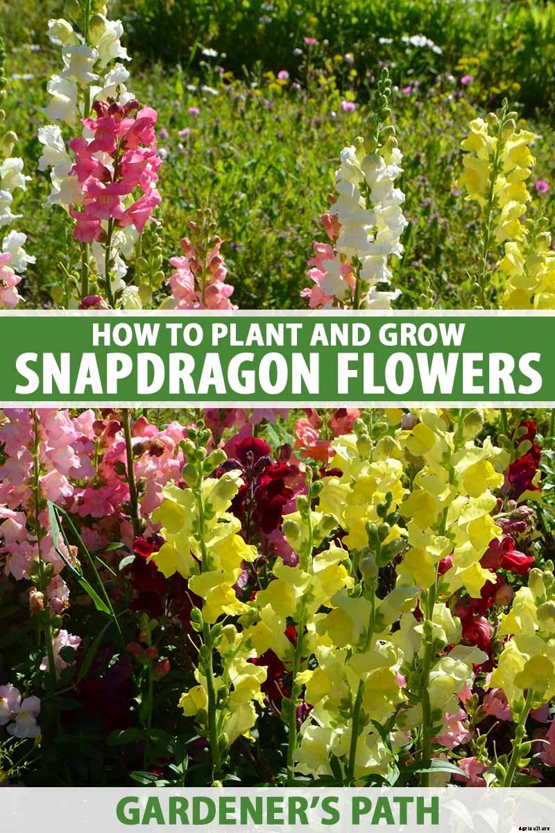 How to Grow Snapdragon: the Perfect Cutting Garden Annual