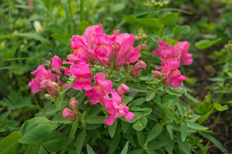 How to Grow Snapdragon: the Perfect Cutting Garden Annual