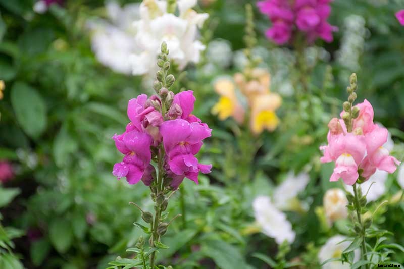 How to Grow Snapdragon: the Perfect Cutting Garden Annual