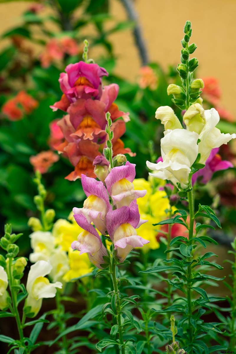 How to Grow Snapdragon: the Perfect Cutting Garden Annual