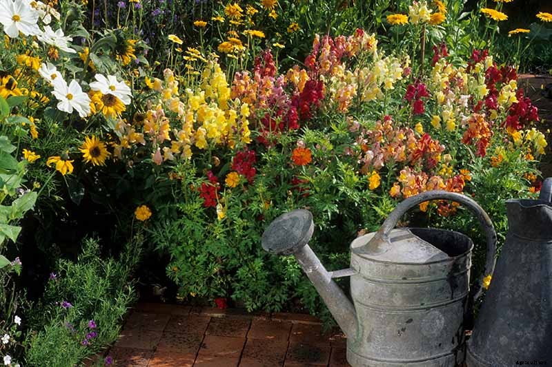 How to Grow Snapdragon: the Perfect Cutting Garden Annual