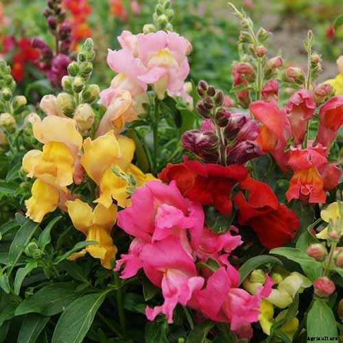 How to Grow Snapdragon: the Perfect Cutting Garden Annual