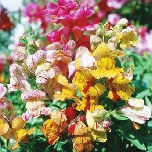 How to Grow Snapdragon: the Perfect Cutting Garden Annual