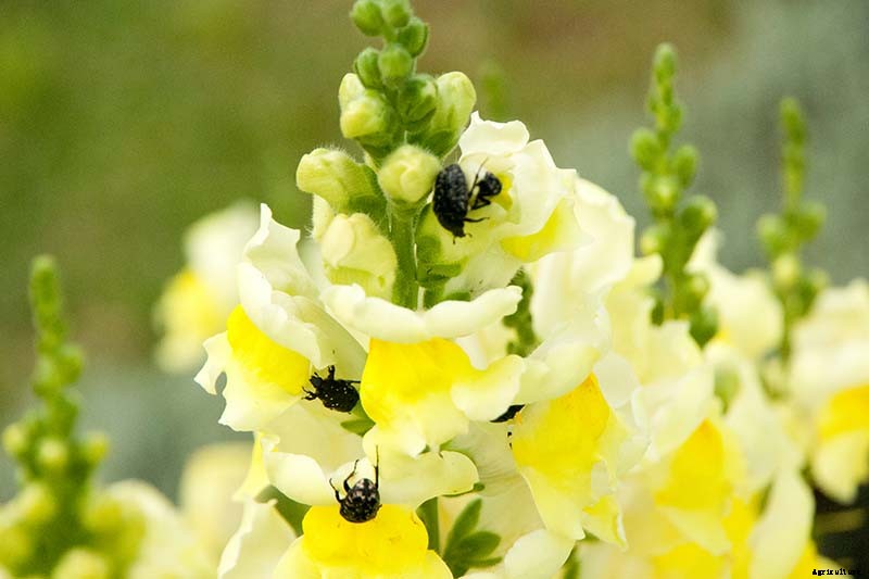 How to Grow Snapdragon: the Perfect Cutting Garden Annual