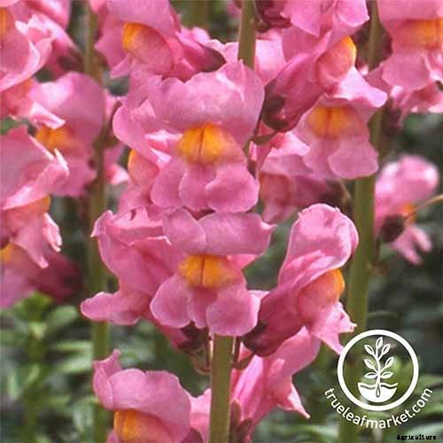 How to Grow Snapdragon: the Perfect Cutting Garden Annual