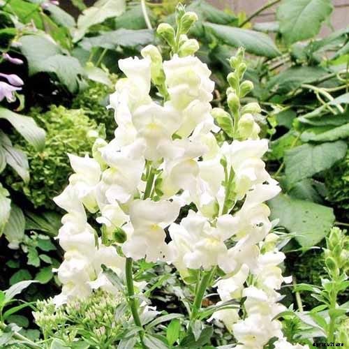 How to Grow Snapdragon: the Perfect Cutting Garden Annual