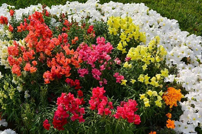 How to Grow Snapdragon: the Perfect Cutting Garden Annual