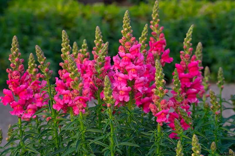 How to Grow Snapdragon: the Perfect Cutting Garden Annual