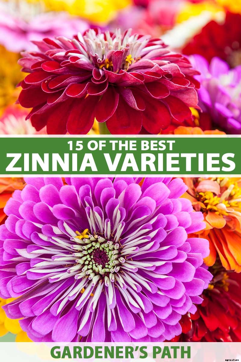 15 of the Best Zinnia Varieties to Grow in the Garden