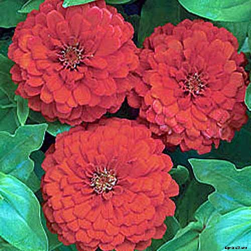 15 of the Best Zinnia Varieties to Grow in the Garden