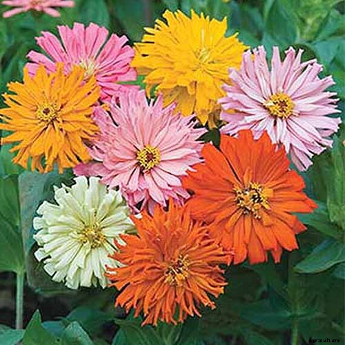 15 of the Best Zinnia Varieties to Grow in the Garden