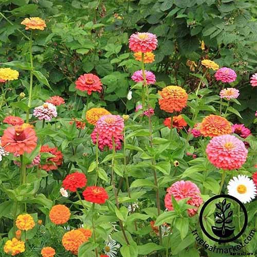 15 of the Best Zinnia Varieties to Grow in the Garden
