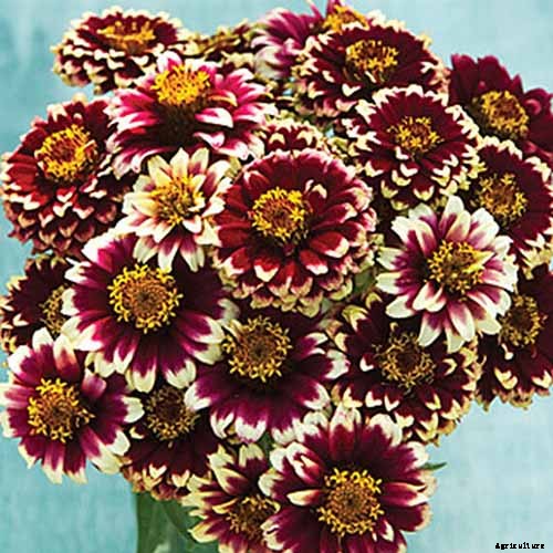 15 of the Best Zinnia Varieties to Grow in the Garden