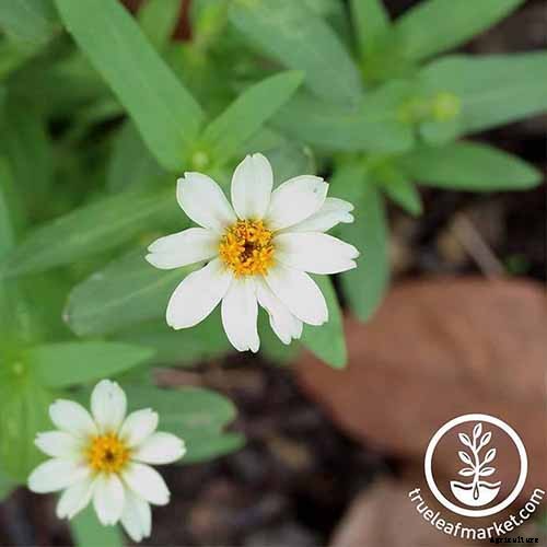 15 of the Best Zinnia Varieties to Grow in the Garden
