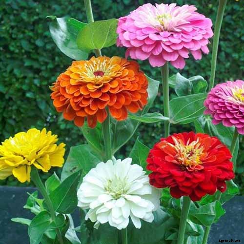 15 of the Best Zinnia Varieties to Grow in the Garden