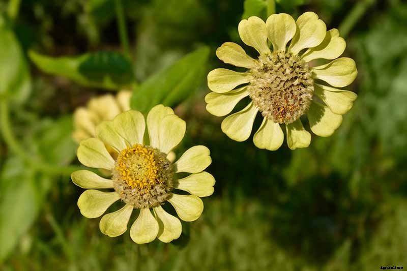 15 of the Best Zinnia Varieties to Grow in the Garden