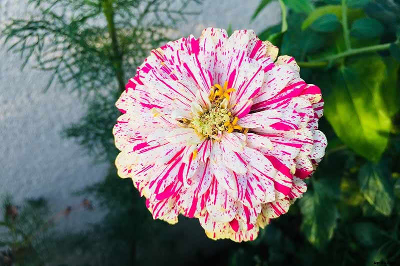 15 of the Best Zinnia Varieties to Grow in the Garden